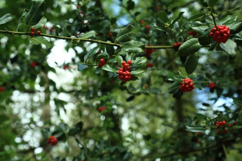 O azevinho faz parte das plantas tradicionais de Natal que são tóxicas aos pets 