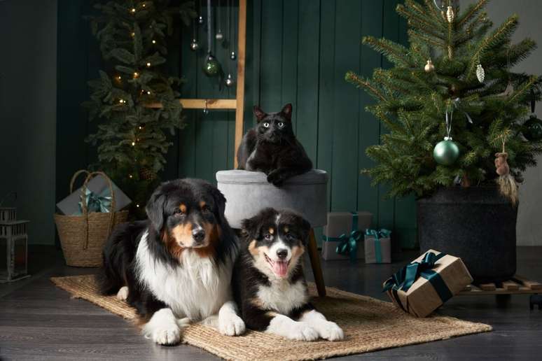 Alguns cuidados ajudam a tornar a decoração de Natal segura para os pets