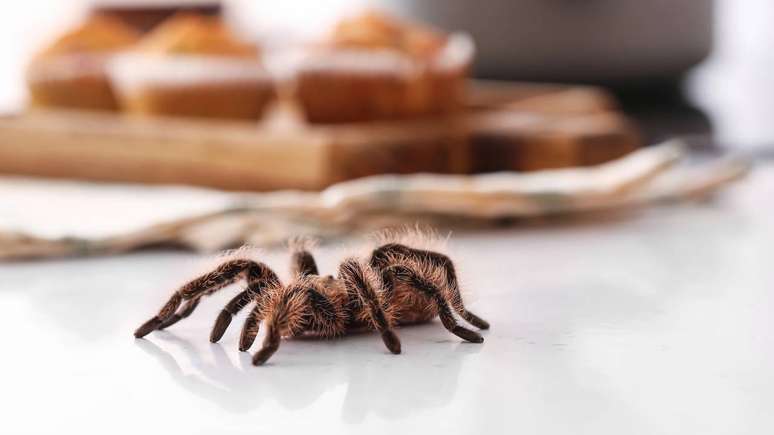 Apesar da fama, muitas aranhas são tímidas, vivem até 25 anos e possuem veneno pouco perigoso para humanos, desde que respeitadas suas necessidades – depositphotos.com / serezniy