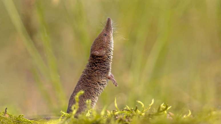 O ciclo de vida do musaranho-pigmeu &eacute; acelerado: vivem em m&eacute;dia de 13 a 18 meses. A reprodu&ccedil;&atilde;o ocorre v&aacute;rias vezes ao ano, podendo gerar de tr&ecirc;s a sete filhotes por ninhada &ndash; depositphotos.com / CreativeNature