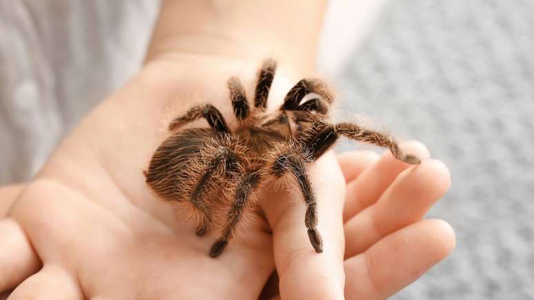 Montar um terrário adequado — com umidade, temperatura e esconderijos corretos — é essencial para o bem-estar das aranhas domésticas – depositphotos.com / serezniy