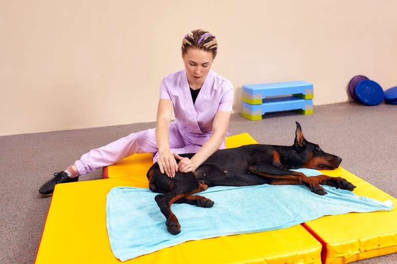 Com o avanço da medicina animal, a fisioterapia veterinária tem ganhado espaço no tratamento de patologias que comprometem mobilidade e conforto