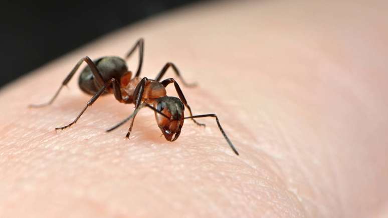 De um lado, o ataque rápido e neurotóxico; do outro, o cerco organizado de dez pequenos guerreiros preparados para morrer pelo grupo -depositphotos.com / turtleman