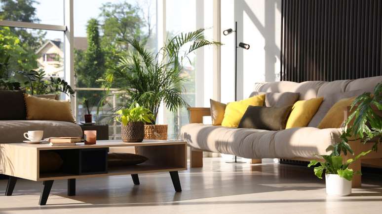 Conheça plantas para atrair riqueza