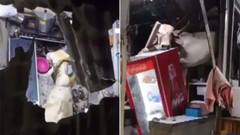 Vaca caiu em telhado de bar no Ceará e despencou na cozinha do estabelecimento