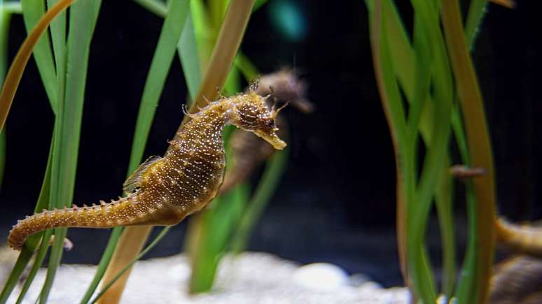 Na natureza, o cavalo-marinho macho &eacute; quem carrega os filhotes at&eacute; o nascimento &mdash; um dos comportamentos mais &uacute;nicos do reino animal &ndash; depositphotos.com / aciero