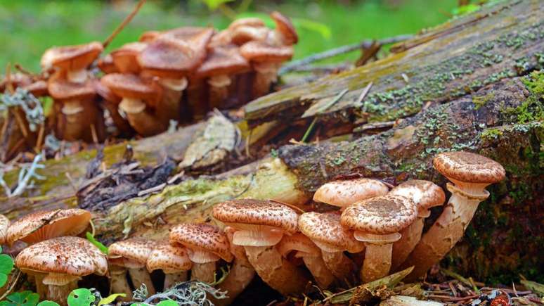 Estudos cient&iacute;ficos continuam investigando o ciclo de vida, a resist&ecirc;ncia e os impactos ecol&oacute;gicos provocados pelo Armillaria ostoyae &ndash; depositphotos.com / ibogdan