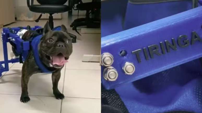 Cadeira de rodas feita por estudante de Engenharia ajuda cão paraplégico voltar a andar