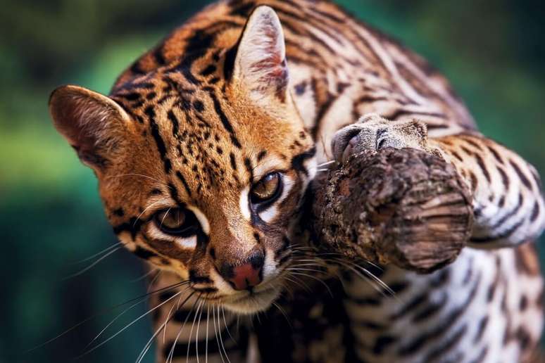 A jaguatirica é considerada a terceira maior espécie de felino selvagem