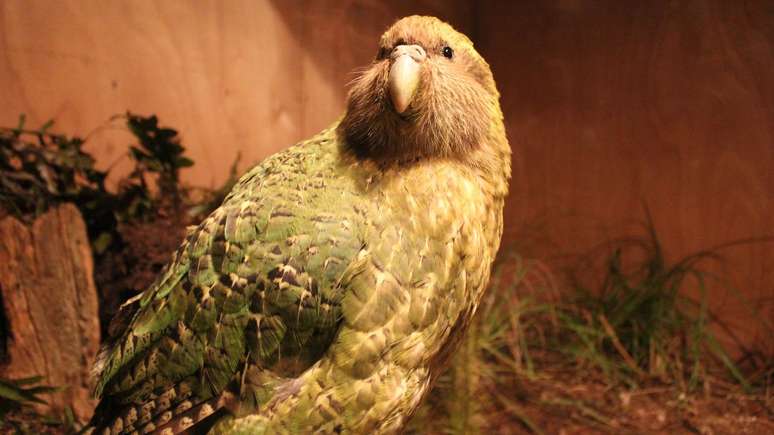 Na Nova Zelândia, há diversos animais diferentes, e o kakapo é um deles. O papagaio pesado que não voa já esteve muito perto da extinção