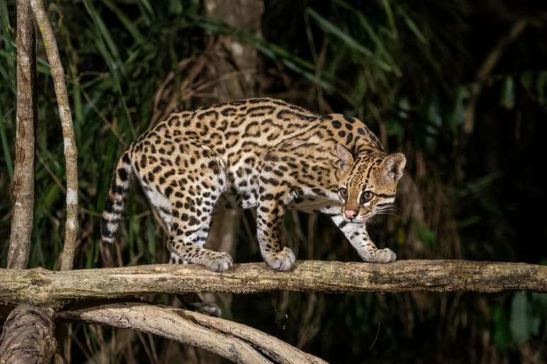 A jaguatirica possui grande habilidade para subir em árvores 