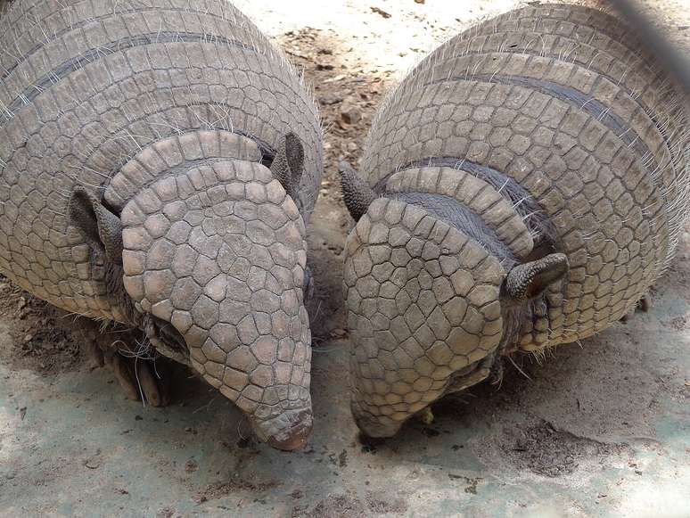 Tradicionalmente, o tatu-peba j&aacute; foi consumido por popula&ccedil;&otilde;es do interior do Brasil, especialmente em per&iacute;odos de escassez de outros alimentos &ndash; Andr&eacute; Ganzarolli Martins/Wikimedia Commons