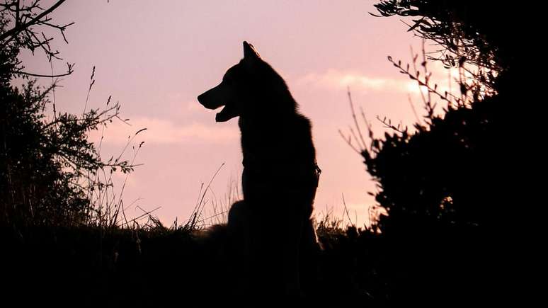 Estudo revela que a maioria raças de cães têm DNA de lobo; entenda como essa herança afeta o comportamento e a evolução desses animais
