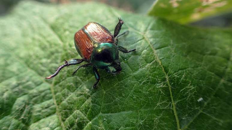 Am&eacute;rica do Norte e Europa registram invas&otilde;es recentes, com foco em regi&otilde;es pr&oacute;ximas a portos e aeroportos, evidenciando o papel do com&eacute;rcio internacional na dispers&atilde;o da praga &ndash; depositphotos.com / Picunique