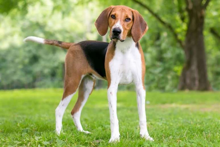 O foxhound americano pode ser um ótimo companheiro para tutores ativos e que apreciam atividades ao ar livre