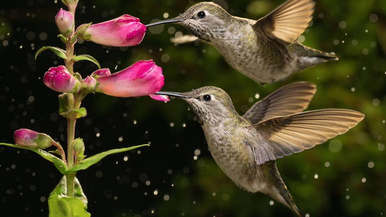 Montar um jardim atrativo envolve escolher plantas nativas, evitar químicos e garantir floração contínua ao longo do ano – depositphotos.com / freebilly