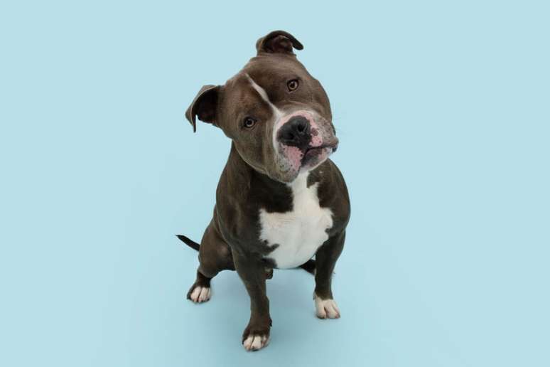 O nome “Nuvem” é perfeito para cachorros que parecem sonhar acordados e têm um olhar tranquilo e introspectivo