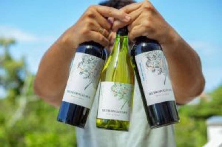 Mais de 100 rótulos de vinhos estão em promoção na Bodegas Grupo Wine