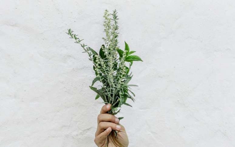 Uma das melhores soluções para evitar infestações por carrapatos e pulgas é contar com plantas que os repelam. /