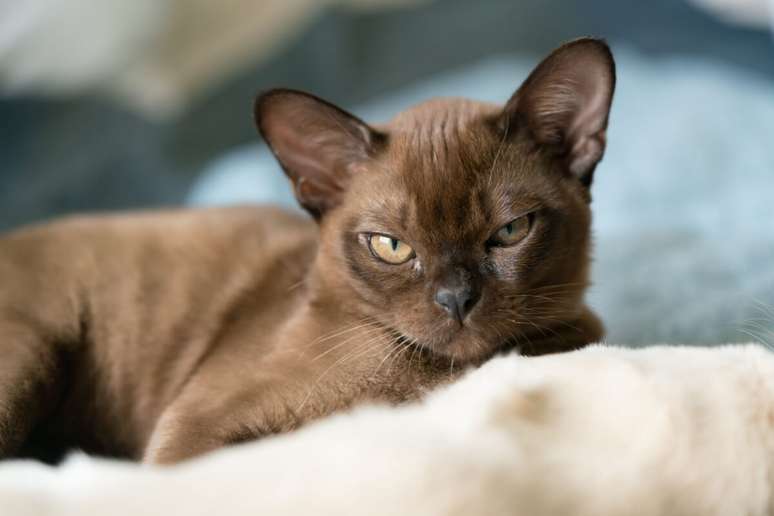 O burm&ecirc;s costuma pedir carinho, buscar colo e se adaptar bem a ambientes com crian&ccedil;as 