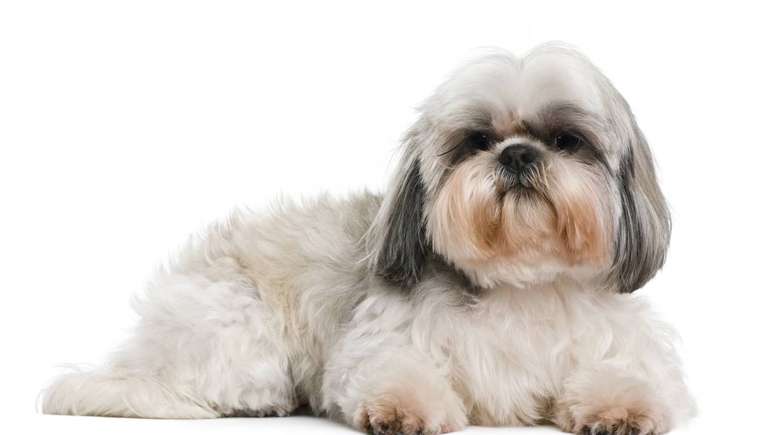 Simples de cuidar, amoroso e soci&aacute;vel: n&atilde;o &eacute; &agrave; toa que o Shih Tzu &eacute; um dos favoritos das fam&iacute;lias brasileiras &ndash; depositphotos.com / lifeonwhite