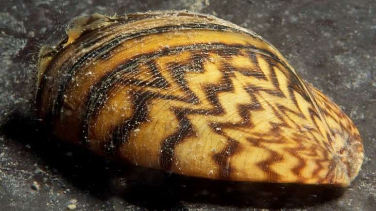 A &eacute;specie &eacute; invasora &ndash;