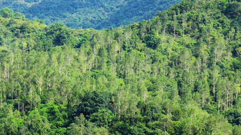 ఈ పక్షి సాధారణంగా దట్టమైన అటవీ ప్రాంతాలలో నివసిస్తుంది -