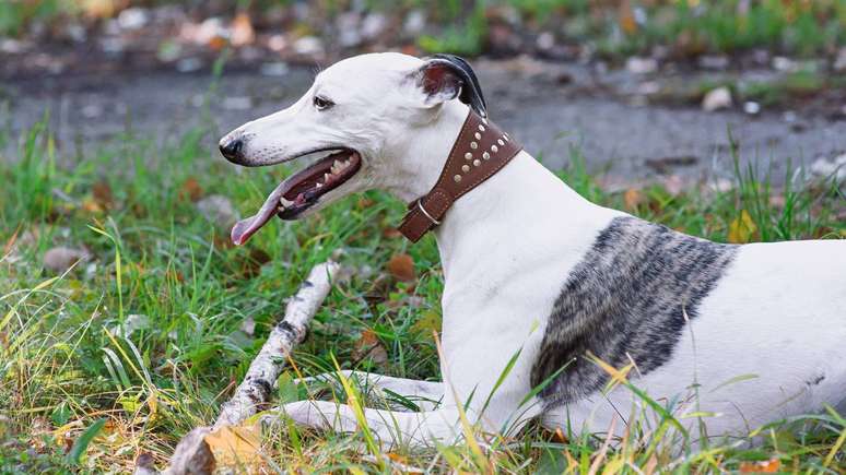 Sensível ao frio e cheio de energia, o Whippet requer exercícios diários, alimentação equilibrada e proteção térmica – depositphotos.com / Kateryna_Mostova