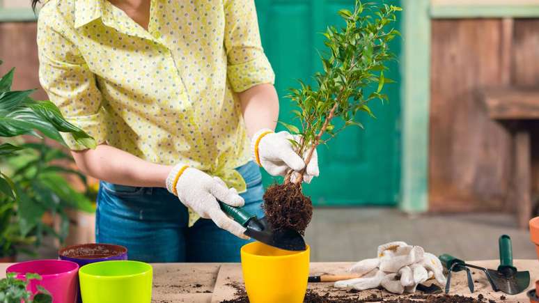 Higiene rigorosa, vacinação em dia e atenção às feridas são essenciais para quem prefere jardinar com as mãos diretamente na terra – depositphotos.com / SashaKhalabuzar