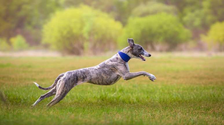 Considerado um dos cães mais rápidos do mundo, o Whippet combina agilidade, carinho e comportamento equilibrado – depositphotos.com / Ashva_pictures