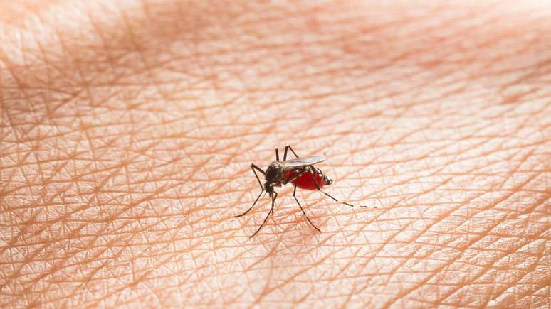Transmitida por pequenos insetos como o maruim, a febre oropouche provoca surtos silenciosos e cresce em áreas urbanas e rurais da região Norte – depositphotos.com / frankviryapan.gmail.com