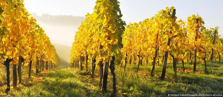 Uvas Riesling no vale de Remstal, em Baden-Württemberg. O Riesling é o vinho mais popular cultivado na Alemanha