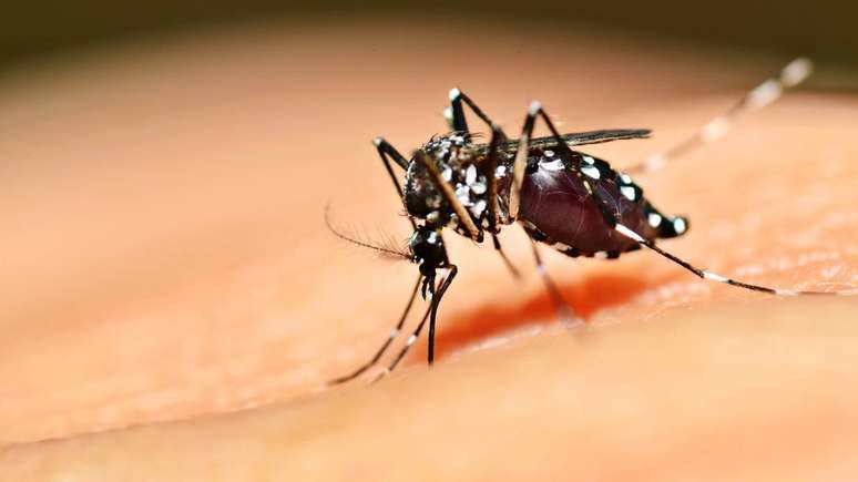 No cenário epidemiológico, a dengue representa uma preocupação constante devido ao seu potencial de gerar epidemias, especialmente em períodos de chuvas intensas e temperaturas elevadas – depositphotos.com / mrfiza