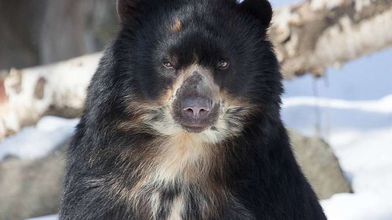 No Brasil, os ursos não fazem parte da fauna local. A falta de registros históricos e as barreiras geográficas explicam essa ausência – depositphotos.com / jenta