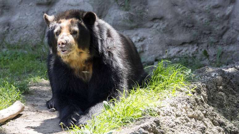 Apesar da proximidade geográfica, o Brasil não tem ursos, devido à incompatibilidade entre o habitat andino e as florestas tropicais brasileiras – depositphotos.com / jirousek.zoo-foto.cz