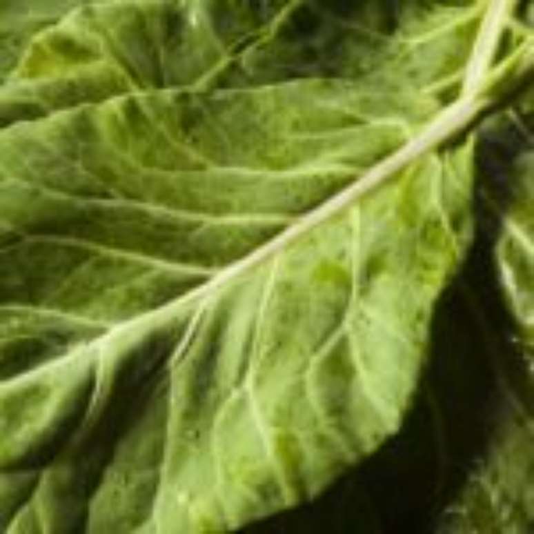 Kale - a source of magnesium