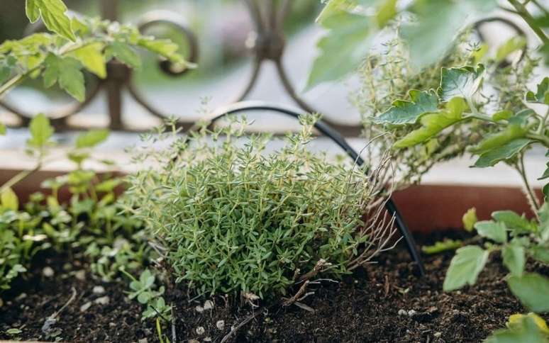 ఈ మూలిక యొక్క ప్రయోజనాల గురించి తెలుసుకుందాం మరియు దానిని ఎలా పండించాలో తెలుసుకుందాం. /