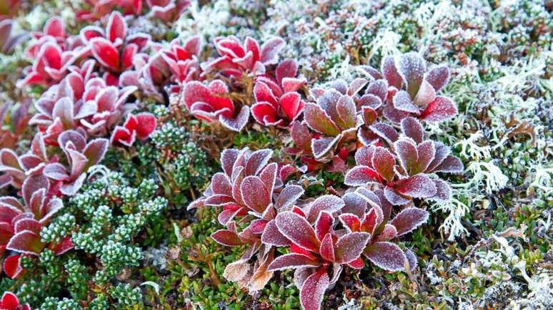 Tamanho surpreendente: Menor que uma caixa de fósforos, a salgueiro-anã contrasta com gigantes como a sequoia Hyperion – depositphotos.com / Tobben63