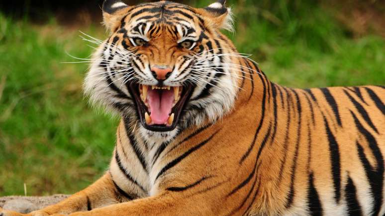 Nas selvas asiáticas, o tigre impõe respeito com inteligência, poder físico e estratégia, tornando-se um dos maiores candidatos ao trono selvagem – depositphotos.com / neelsky