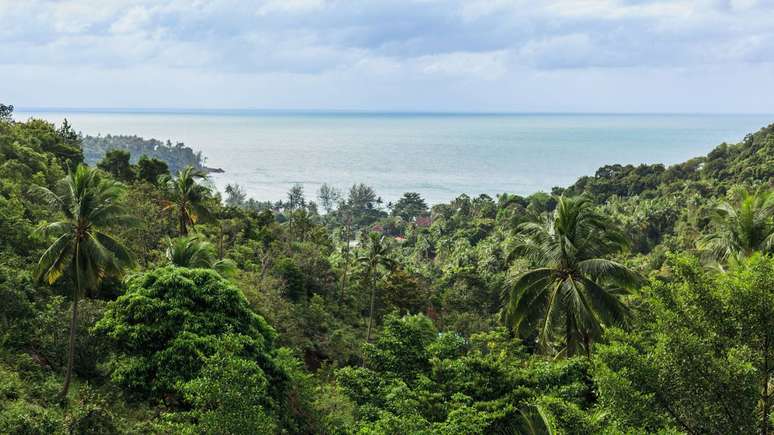 Além dos fatores humanos, a Mata Atlântica apresenta características naturais que aumentam a sua sensibilidade – depositphotos.com / YuliyaKirayonakBO