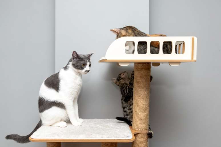 O enriquecimento ambiental é benéfico para a saúde física e mental dos gatos