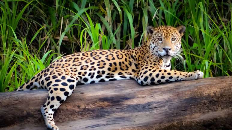 O jaguar, soberano da Amazônia, une força extrema e caça silenciosa para dominar o coração da selva sul-americana – depositphotos.com / marktucan