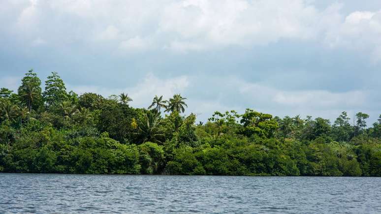 A legislação ambiental no Brasil reconheceu, em 2006, a importância da Mata Atlântica por meio da Lei da Mata Atlântica, que estabelece diretrizes para a conservação e o uso sustentável desse bioma – depositphotos.com / alebloshka