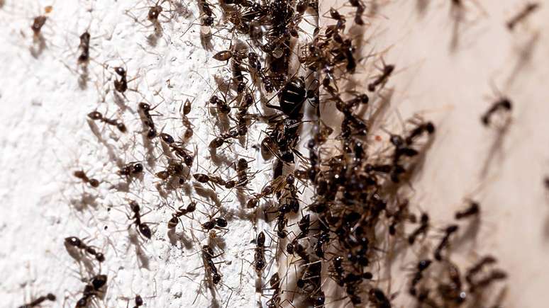 realizam uma série de pausas curtas ao longo do dia e da noite. Estudos recentes apontam que as formigas apresentam uma sequência de repousos de alguns minutos, distribuídos durante as 24 horas – depositphotos.com / robertohunger
