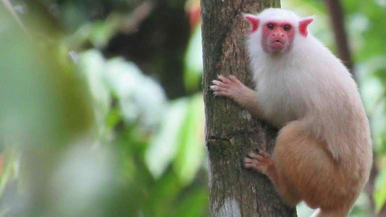 Primeira espécie descoberta por Rodrigo Costa Araújo, o Mico munduruku