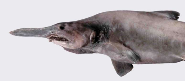 Com focinho alongado, pele rosada e mandíbula projetável, o tubarão-goblin possui características únicas que o tornam um dos predadores mais curiosos das zonas abissais – Wikimedia Commons/Dianne Bray / Museum Victoria