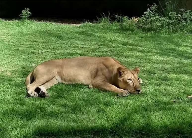 João Pessoa வில் உள்ள Parque da Bica பகுதியைச் சேர்ந்த பெண் சிங்கம் லியோனா, கடந்த ஞாயிற்றுக்கிழமை தனது அடைப்புக்குள் நுழைந்த இளைஞரைத் தாக்கி கொன்றது.