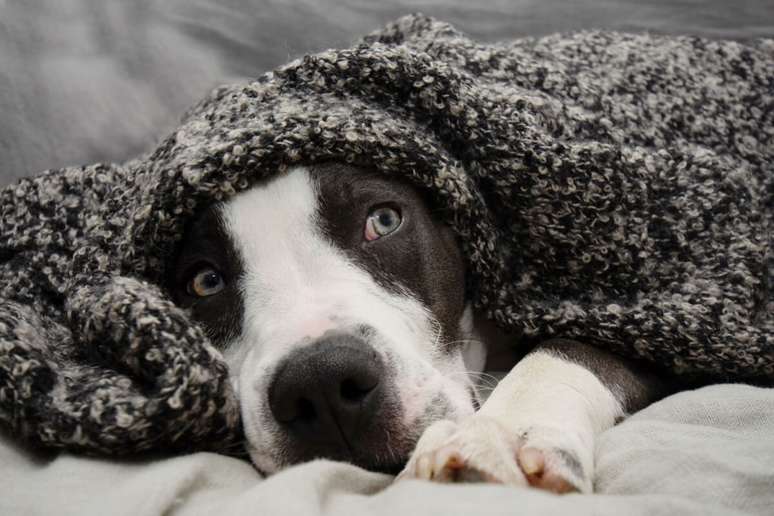 O barulho dos fogos de artifício é prejudicial para os animais