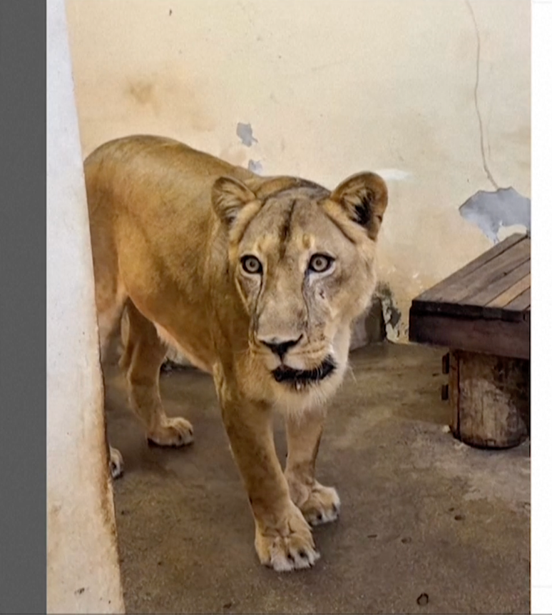 Leoa do Parque Arruda Câmara: jovem falava desde criança em domar felinos