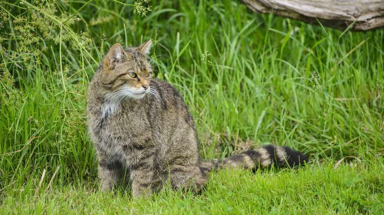 Na prática, os gatos selvagens são considerados predadores oportunistas e versáteis – depositphotos.com / davemhuntphoto
